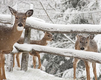 White-tailed Deer PRINT ACRYLIC or CANVAS Gallery Wrap Rural winter landscape Photo Picture Snow Fence Home  Decor Wildlife Gift for him her