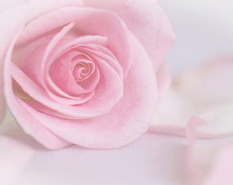 Pink Rose Photograph PHOTO, ACRYLIC or CANVAS Flower Home décor Bedroom Pastel Living Room Wall hanging Picture Poster Image Gift for her