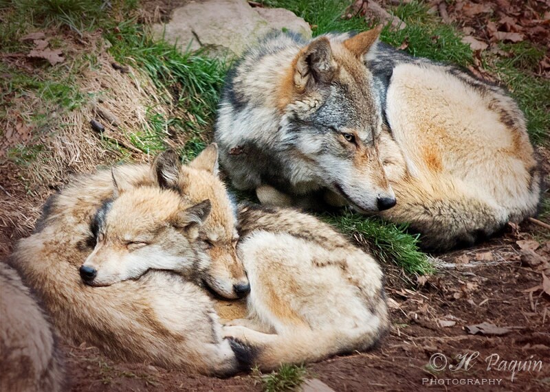 Louveteaux Bebes Loups Avec Leur Mere Photo 5x7 Decor Etsy Louveteaux Bebes Loups Avec Leur Mere Photo 5x7 Decor Etsy