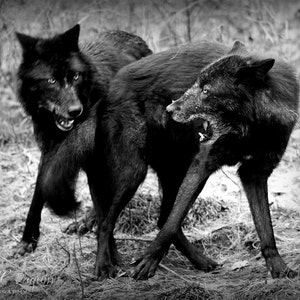 Loups de l'Est PHOTO Loups gris photographie Centre de loups de Haliburton, Ontario, Canada - Photographie Décor Noir et blanc
