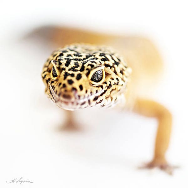 Leopard Gecko PRINT, ACRYLIC, CANVAS Gallery Wrap Artwork Photo Room Decor Reptile Lizard Child black amber iPhone Samsung Case gift him pet