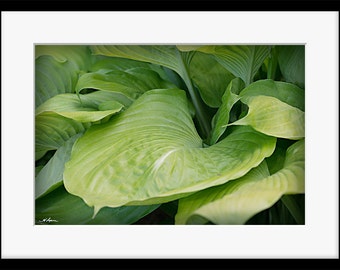 Bathroom Decor, Hostas PRINT and CANVAS gallery wrap, Flower Artwork Elegant Home Wall Plant textured green lime Spa Zen Nature Chic Picture