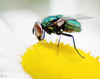 The Fly, Set of four 4x6 Fine Photographs, House Fly feeding on daisy, Insect, Cottage Cabin Decor, Also as iPhone Samsung Galaxy Case, Card