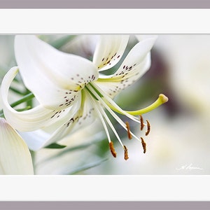 Lys blanc PHOTO et CANVAS Décor maison chalet bureau, élégant floral noir et blanc Photo Cadeau pour elle femme mère maman Décoration murale