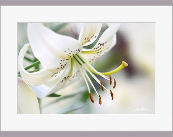 White Tiger Lily PRINT and CANVAS gallery wrap Black and White flower wall decor artwork Purple bedroom Fine photo Her elegant home bathroom