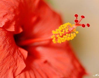 Red hibiscus PRINT and CANVAS gallery wrap Flower wall decor Elegant home artwork Still Life Scarlet red Deep orange Yellow Chic bathroom