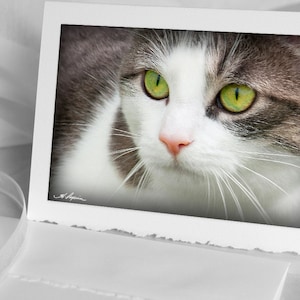 Chat kitty cat, CARTE de souhaits Chat gris yeux vert photo 4x6 montée sur carte 5x7 animal félin