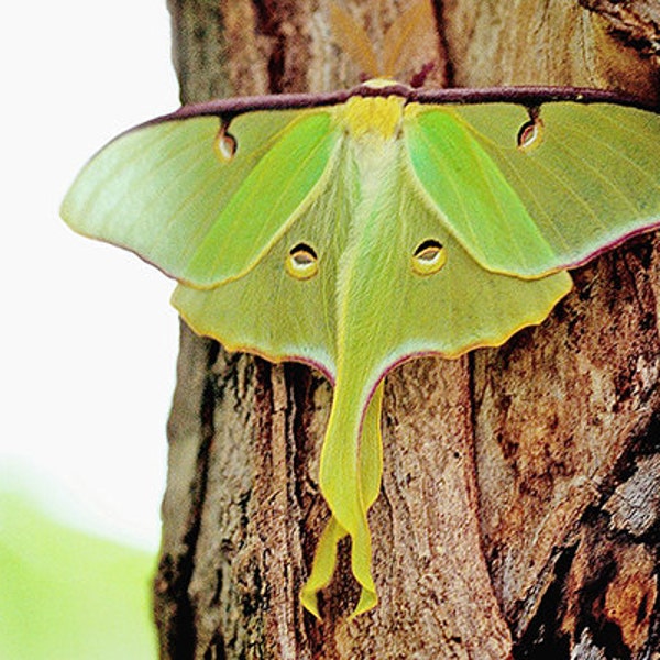 Luna Moth, Fine photo Home Room Decor, Insect Photograph, Wall artwork, Lime Green Cottage Cabin Office as iPhone Samsung Case Québec Canada