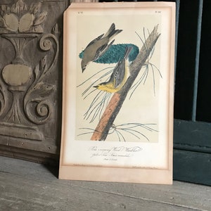 Antique Lithograph Print, J J Audubon, JT Bowen, P1 82, No 17, Wood Warblers, Art Work, Frameable Artwork