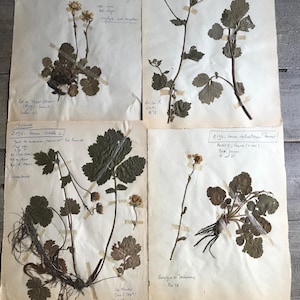 French Herbarium Collection, Native Botanicals, Dried Flowers for Framing, Set of 4, French Farmhouse