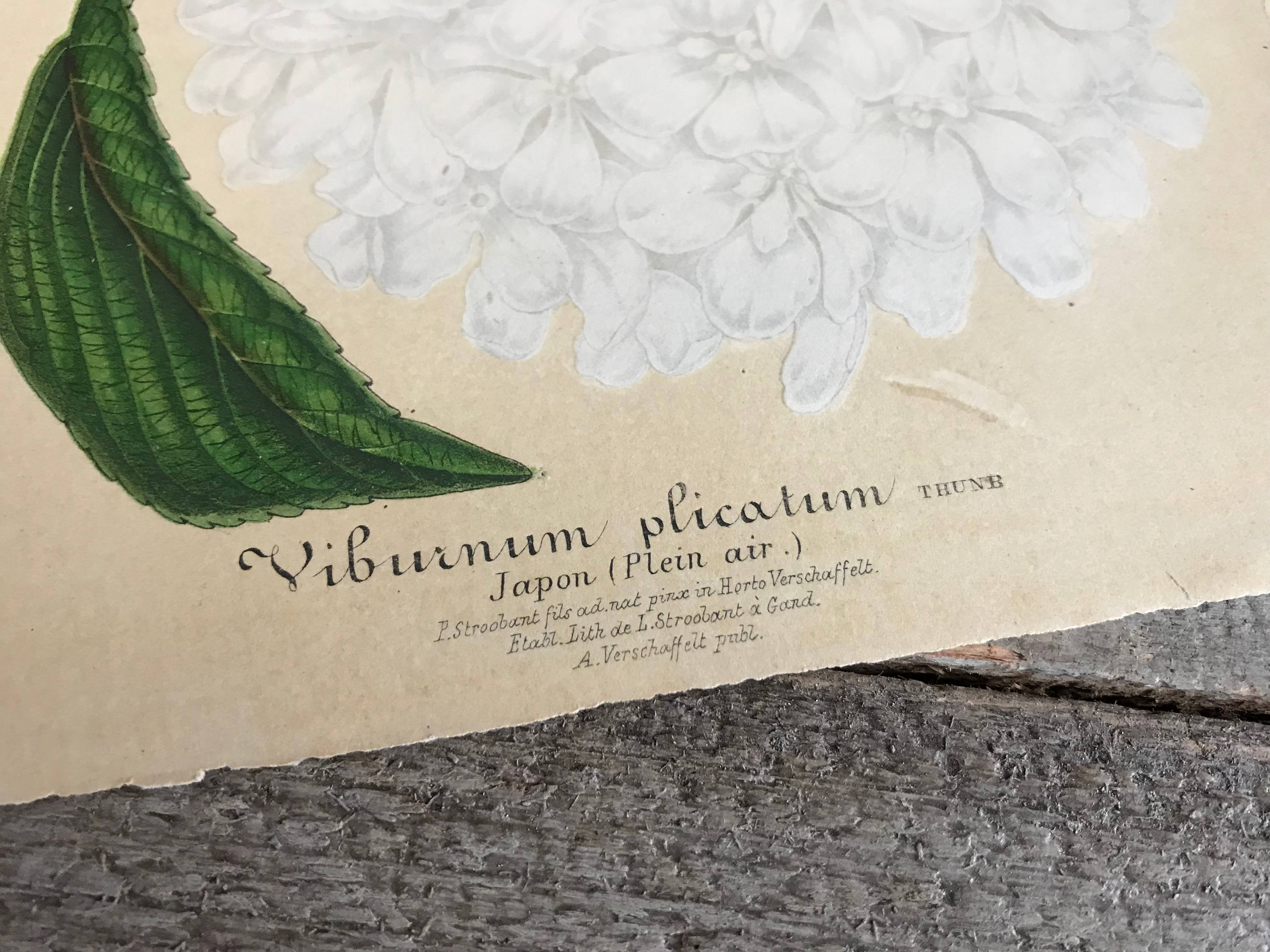 イチゴの植物画 リトグラフ 楽天市場】小倉遊亀 牡丹 花 絵画 静物画 和風 リトグラフ 版画