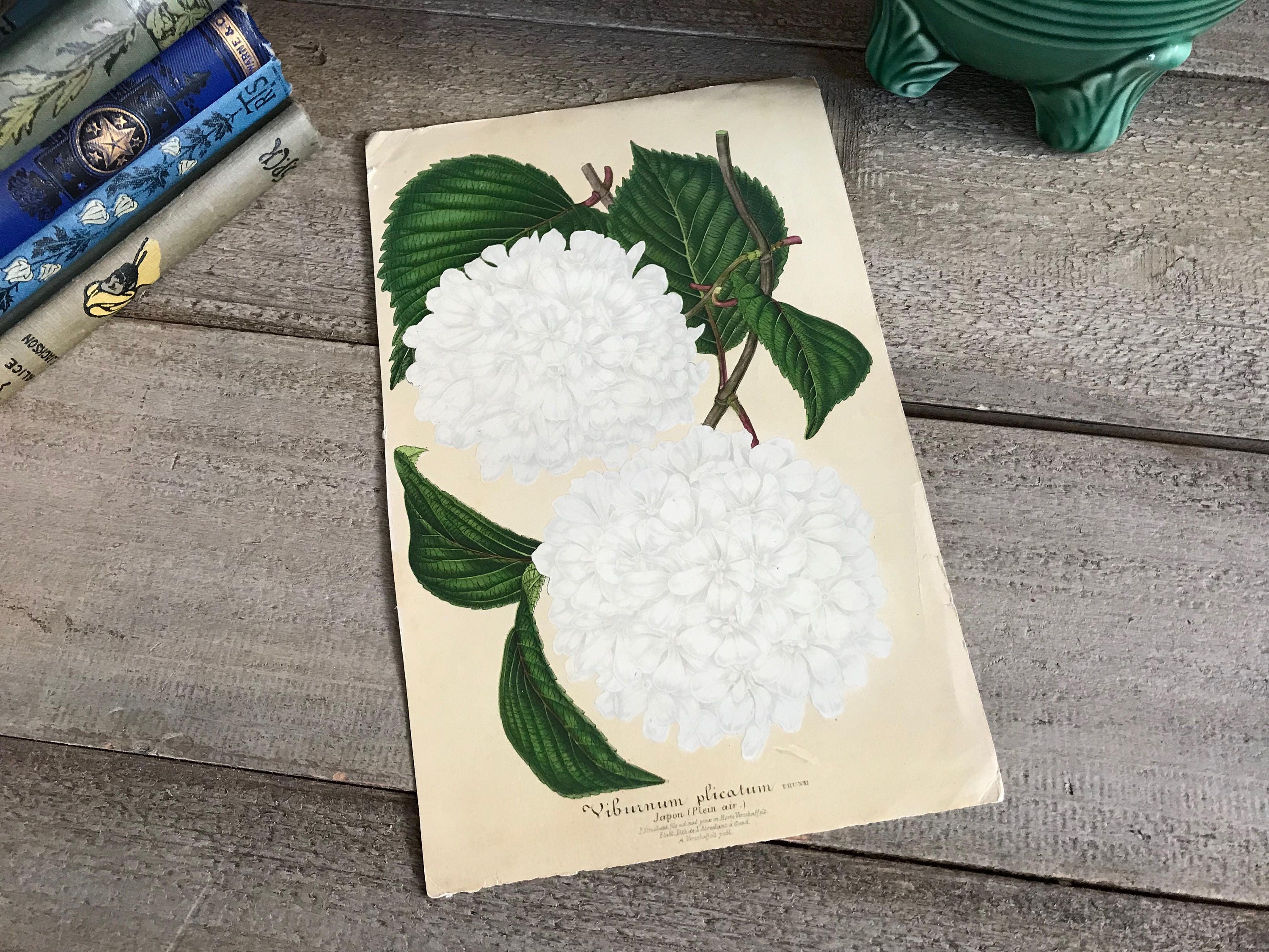 19 世紀の植物リトグラフ、オリジナルのブックプレート、花の