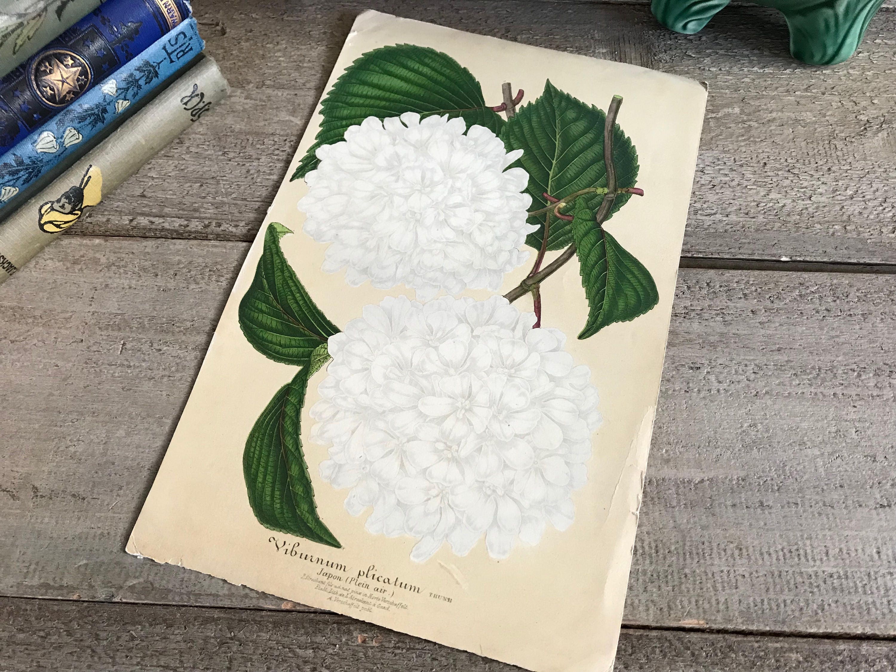 イチゴの植物画 リトグラフ 楽天市場】小倉遊亀 牡丹 花 絵画 静物画 和風 リトグラフ 版画