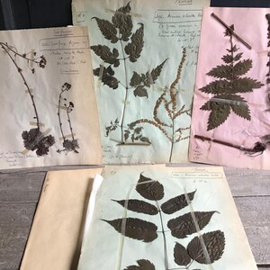 French Herbarium Collection, Native Botanicals, Dried Flowers for Framing, Set of 4, French Farmhouse