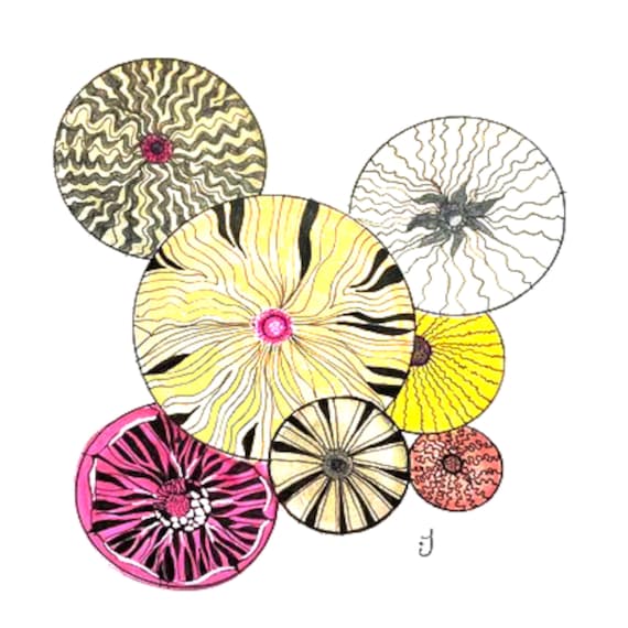 Sand Dollar Collection Six Original Watercolor Painting Print On Canvas Wrap Wall Decor Fine Art Giclee Printing