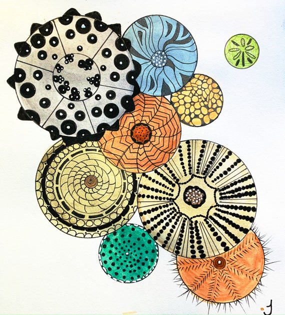 Sand Dollar Collection Number One Original Watercolor Painting Print On Canvas Wrap Wall Decor Fine Art Giclee Printing