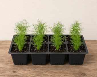Live Dill Plant | Bouquet Dill Seedling | Culinary Herb Plant | Live Herb Plant | Garden Starter | Live Dill Plants for Sale