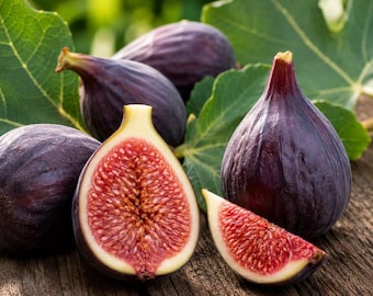 Ronde de Bordeaux Fig Tree 1 Gallon Cold Hardy Early Sweet Dark Fruit
