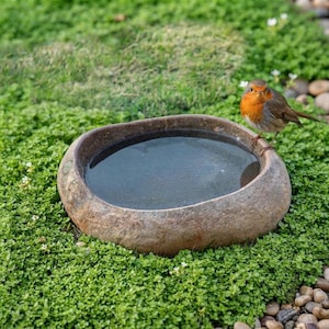 May include: A round, natural stone bird bath with a smooth, shallow basin filled with water. A small robin with a bright orange-red breast and brown wings is perched on the textured, weathered rim of the stone basin, looking toward the center.