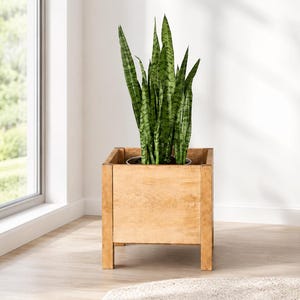 Peut inclure: Un cache-pot carré en bois brun clair doté de quatre pieds courts, contenant une grande plante serpent aux feuilles en forme d'épée, panachées de vert clair et de vert foncé, qui poussent verticalement depuis le centre du récipient.