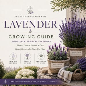 May include: A lavender growing guide titled The European Garden Edit featuring text about English and French lavender. The image displays two potted lavender plants, a wicker basket with cut lavender, and gardening shears on a stone surface.