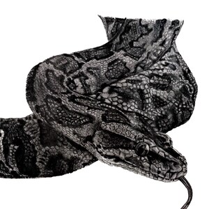 Burmesischer Python-Druck