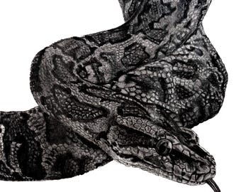 Burmesischer Python-Druck