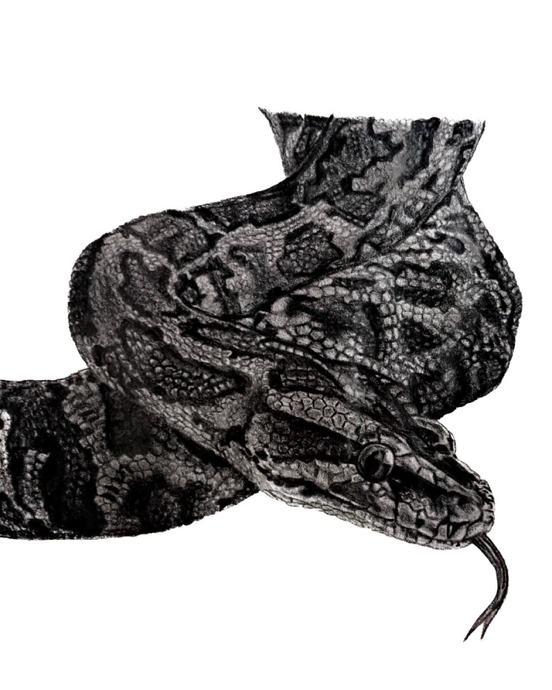 May include: A detailed black and white pencil drawing of a snake coiled in a loop. The snake features intricate scale patterns across its body, a defined head with a visible eye, and a forked tongue extending from its mouth against a white background.
