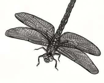 Dragonfly Print