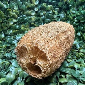 May include: A cylindrical loofah sponge with a fibrous, tan-colored, porous texture. The sponge features a hollow, multi-chambered interior structure visible at the end, showcasing the natural, dried, and woven plant-based material composition.