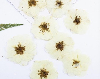 May include: A collection of seven pressed, dried flowers with off-white, cream-colored petals and dark brown, textured centers. The flowers are arranged in a scattered pattern, accompanied by a single green fern leaf and a piece of white paper.