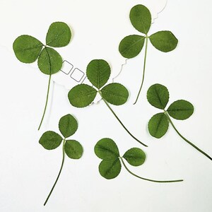 May include: Six pressed green clover leaves, each featuring three distinct leaflets and a thin stem, arranged in a scattered pattern. The leaves exhibit natural variations in shape and texture, showcasing a vibrant green colour palette throughout.
