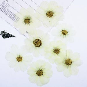 Puede incluir: Una colección de siete flores blancas prensadas y secas con centros de color amarillo parduzco dispuestas sobre una superficie blanca, acompañadas de una hoja de helecho prensada de color verde oscuro y papel blanco con texto chino.