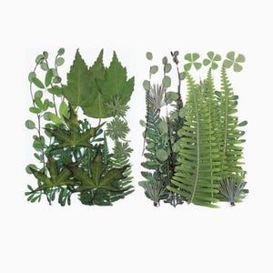 Könnte beinhalten: Eine Sammlung gepresster botanischer Exemplare mit zwei verschiedenen Gruppen grüner Blätter. Die linke Seite zeigt ahornartige Blätter und dünne Stängel, während die rechte Seite Farnwedel, kleeartige Blätter und schlanke Stiele präsentiert.