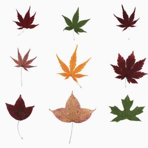 May include: A collection of nine distinct leaves arranged in a grid, featuring various shapes and colours including deep red, vibrant green, bright orange, and muted brown, each displaying unique serrated or lobed edges and thin stems.