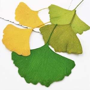 Könnte beinhalten: Eine Sammlung von vier gepressten Ginkgoblättern mit fächerförmiger Silhouette und ausgeprägten parallelen Blattadern. Die Blätter sind in einem Farbverlauf angeordnet, darunter zwei leuchtend gelbe, ein hellgrünes und ein kräftig grünes Blatt.