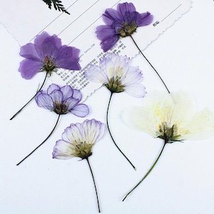 Op de afbeelding: Een verzameling van vijf geperste bloemen met delicate bloemblaadjes in tinten dieppaars, lichtlavendel en crèmewit. Elke bloem heeft een dunne groene steel en zichtbare nerven op de bloemblaadjes, gerangschikt op een witte papieren ondergrond.