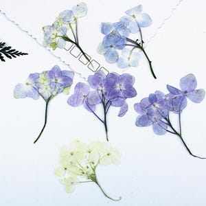 May include: A collection of pressed hydrangea flowers featuring five clusters in shades of light blue, violet, and pale yellow. Each flower cluster includes delicate, thin stems and multiple rounded petals arranged in a natural, flattened botanical display.