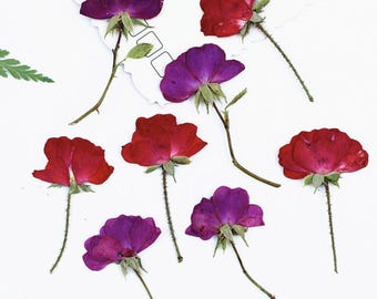 May include: A collection of pressed flowers featuring several deep red and vibrant purple rose blossoms. Each flower includes a thin green stem with visible thorns and small sepals attached at the base, arranged against a plain white background.