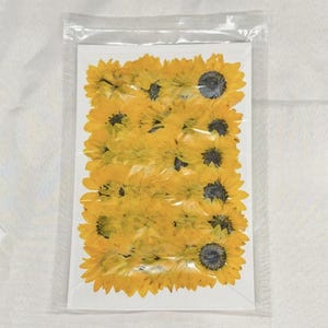 May include: A rectangular white card featuring a dense arrangement of pressed yellow sunflowers with dark brown centers, all encased within a clear, sealed plastic sleeve for protection and preservation of the dried floral elements.