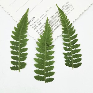 Foglie essiccate pressate per lavori creativi, vere foglie verdi pressate, arte in resina fai da te, creazione di segnalibri, decorazione di cornici, custodia per telefono fai da te