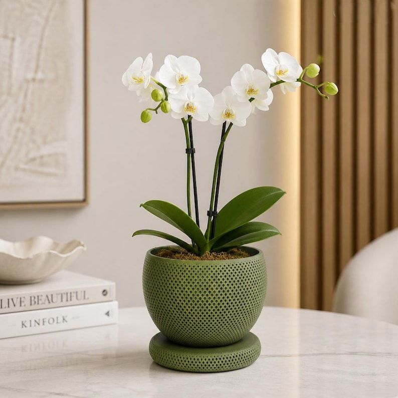 Puede incluir: Una orqu&iacute;dea Phalaenopsis blanca en maceta con varias flores abiertas y capullos verdes. La planta est&aacute; sujeta por dos tutores negros y se asienta en una maceta redonda de cer&aacute;mica verde oliva con textura perforada y base a juego.