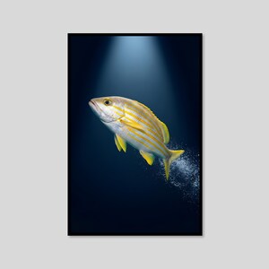 Peut inclure: Un poisson aux rayures jaunes et blanches nageant dans une eau bleu foncé. Le poisson est éclairé par un projecteur venant d'en haut, créant un contraste vif sur le fond sombre. De petites bulles s'échappent derrière la nageoire caudale.
