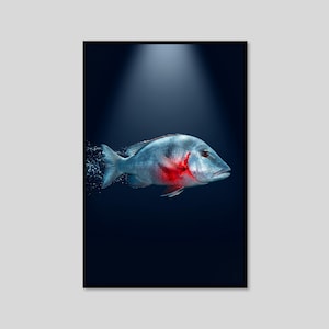 May include: A silver fish with a prominent red patch near its gills is positioned horizontally against a dark blue background. The fish appears to be moving through water, with small bubbles trailing from its tail fin under a spotlight.