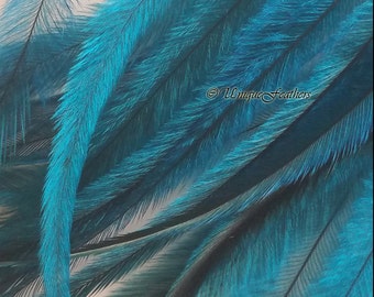 Turquoise Craft Feathers Cruelty Free Craft Feathers Turquoise Feathers Turquoise Emu Feathers DIY Accessories Hair Feather Supplies 12PCS