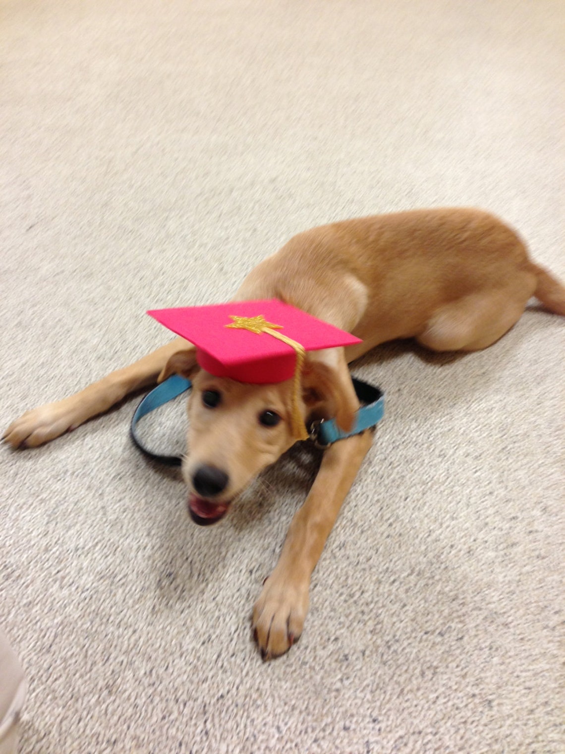 Dog Trainer's Set of 3 Graduation Caps Etsy