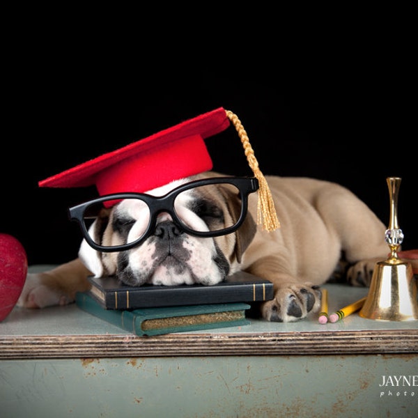 Dog Graduation Cap / Graduation Hat Costume