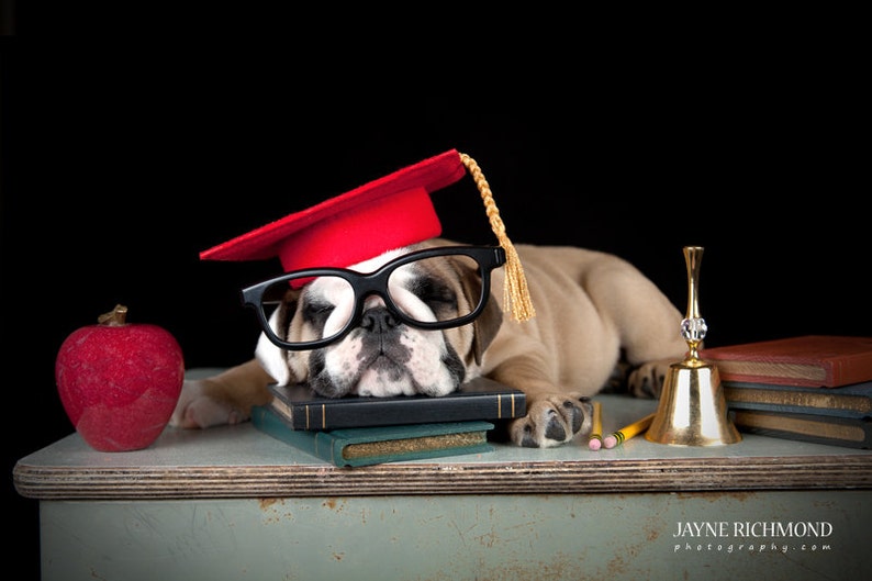 Dog Graduation Cap / Graduation Hat Costume Etsy