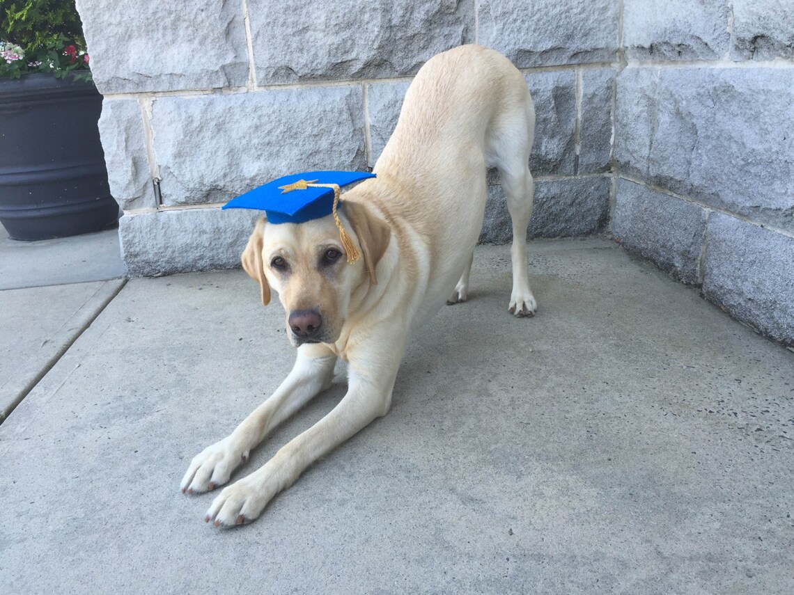 Dog Graduation Cap / Graduation Hat Costume Etsy