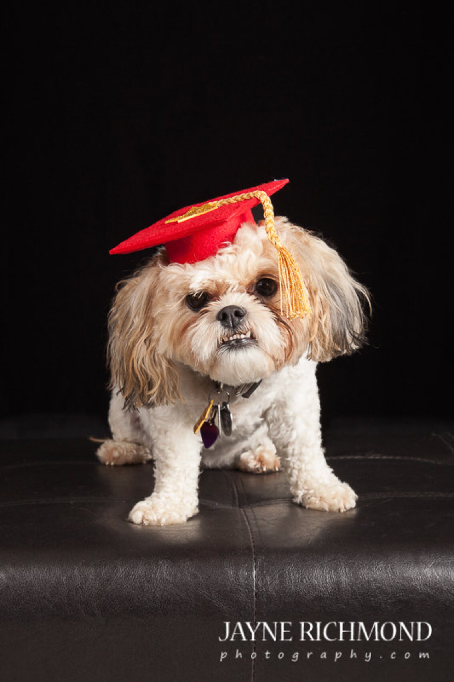 Dog Graduation Cap / Graduation Hat Costume Etsy